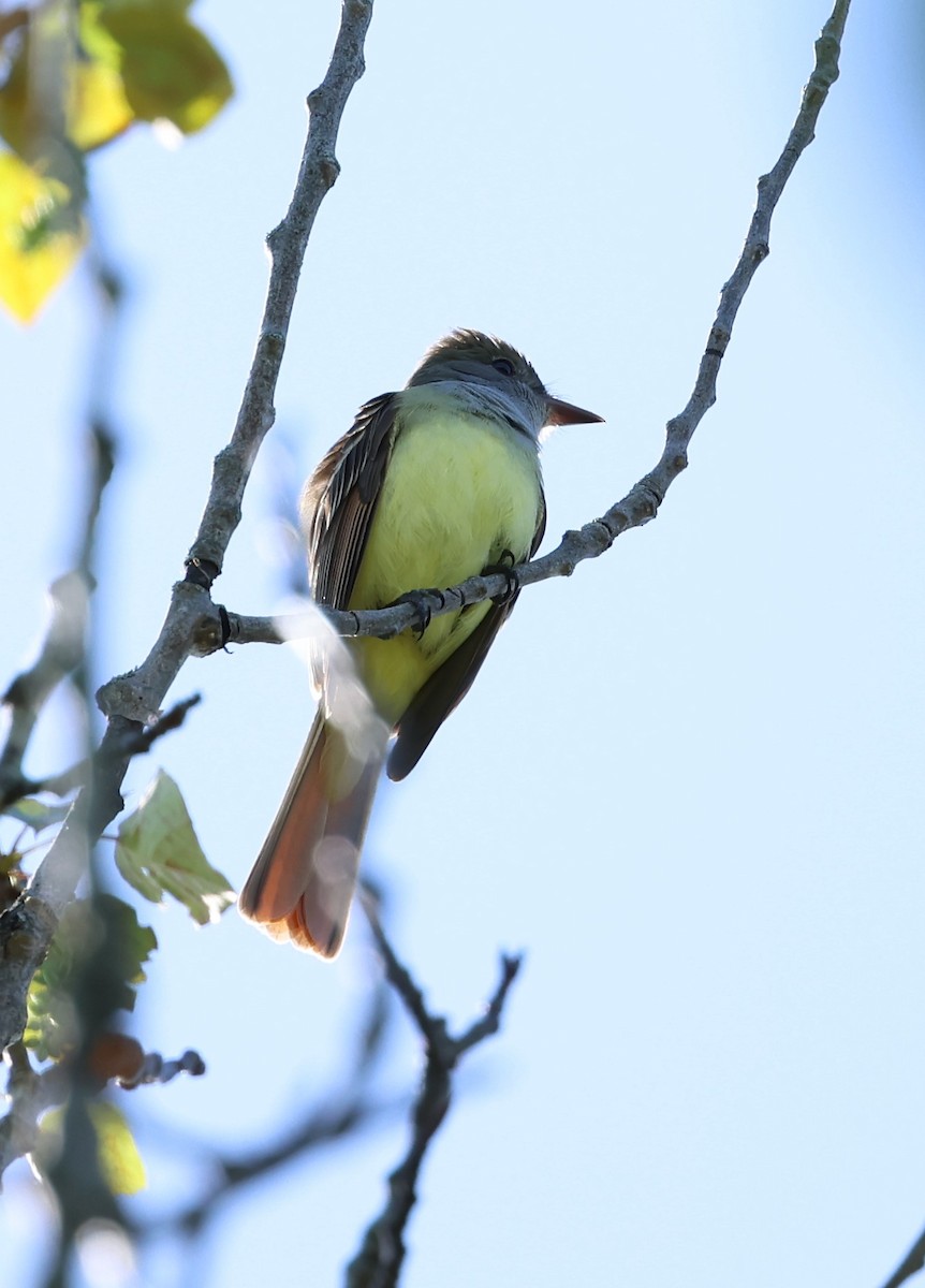 Great Crested Flycatcher - Marie Provost