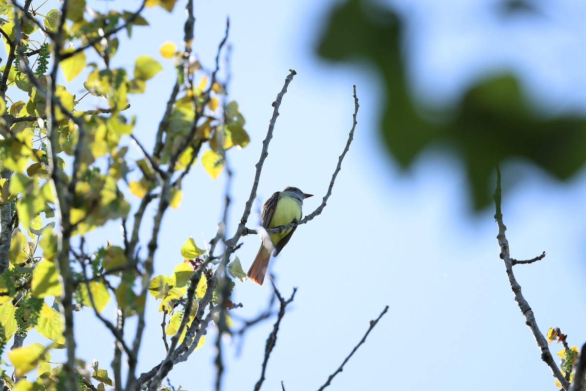 Great Crested Flycatcher - Marie Provost