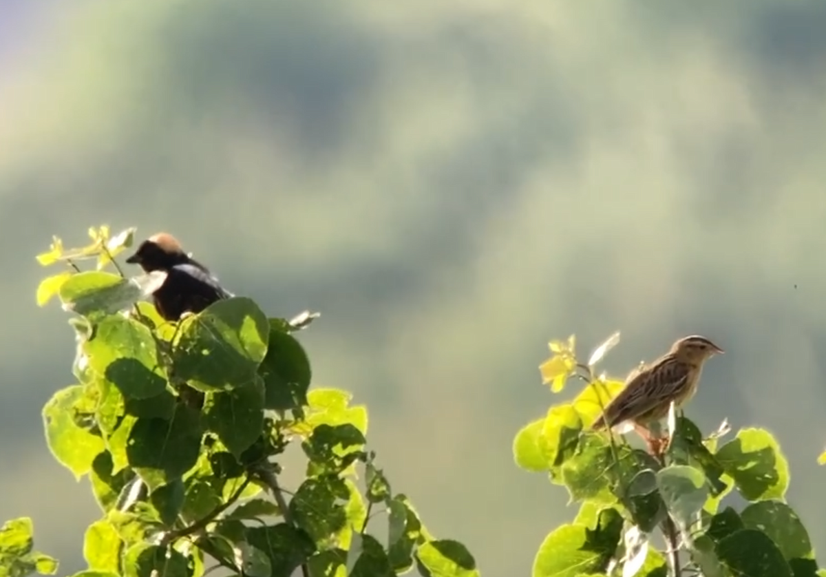 Bobolink - André BERNARD