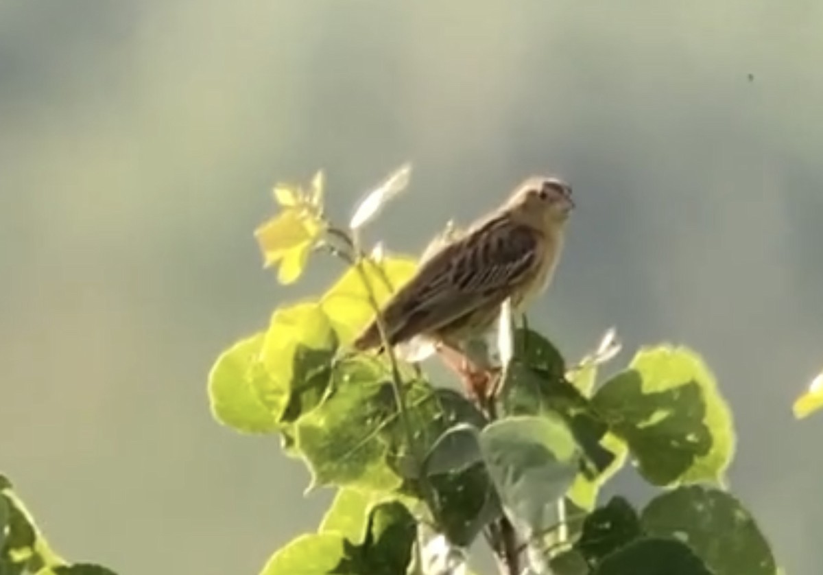 Bobolink - André BERNARD