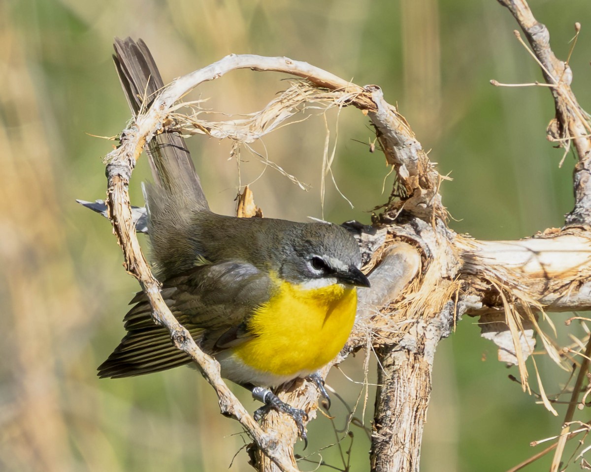 Yellow-breasted Chat - Diane Davies