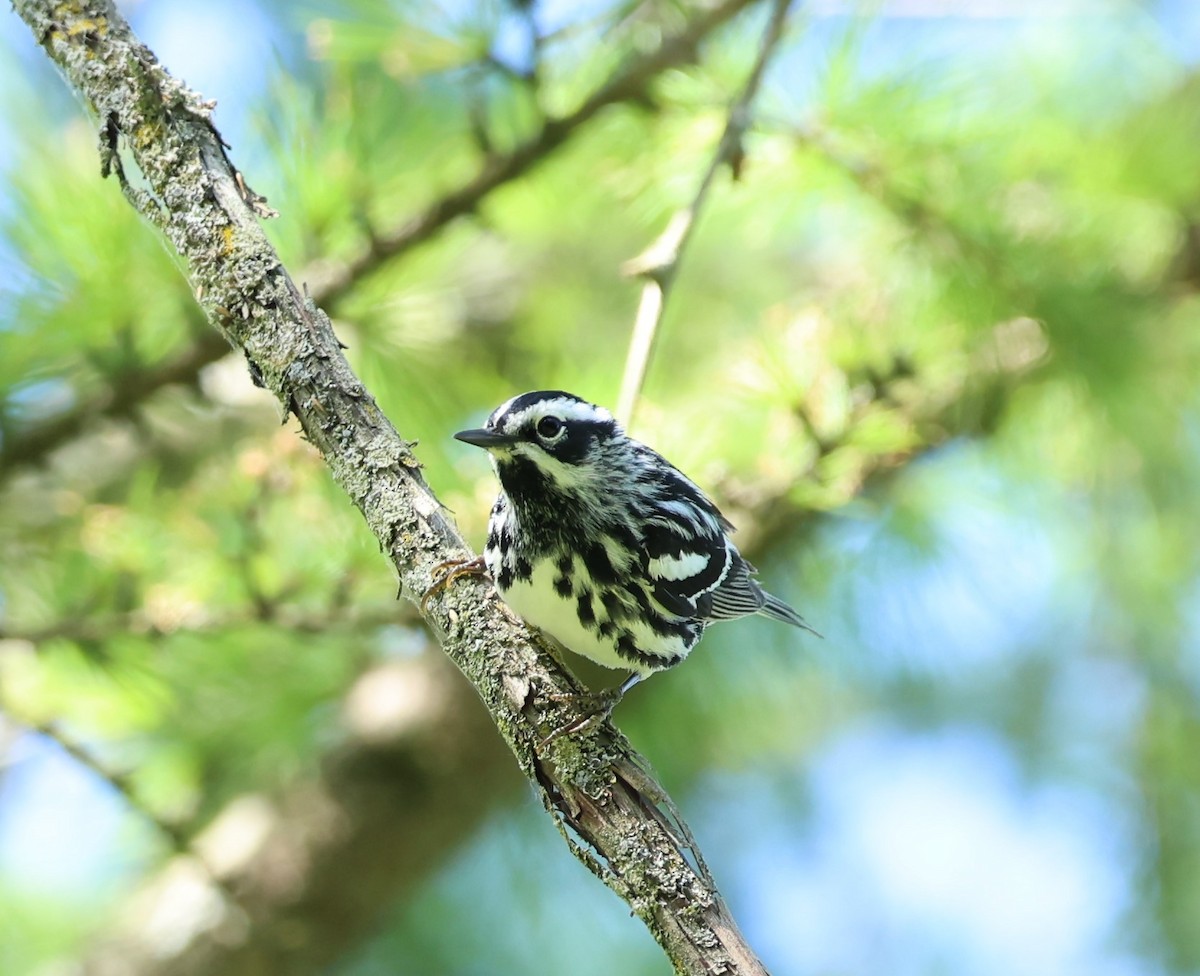 Black-and-white Warbler - Marie Provost