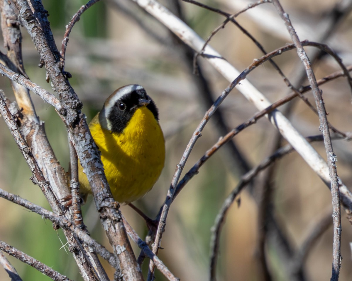 Common Yellowthroat - ML619615045