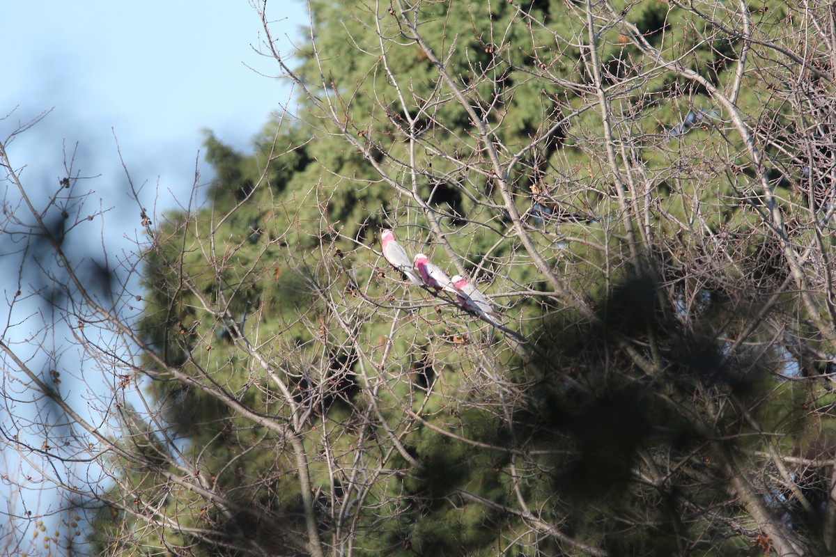 Galah - Tina Bell