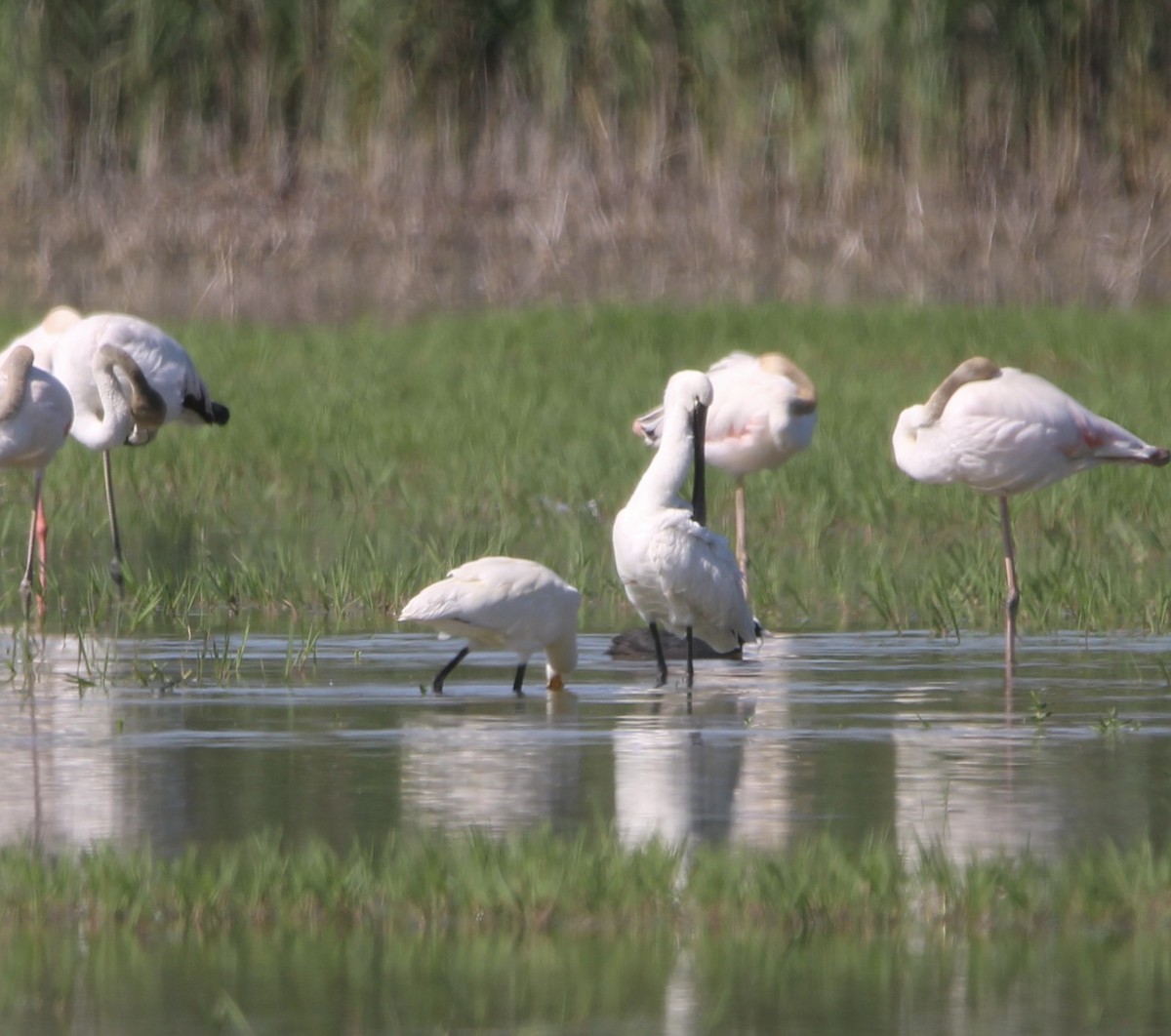 Eurasian Spoonbill - Randy Maharaj