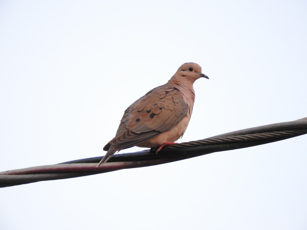 Eared Dove - Roberto Rebeque Junior