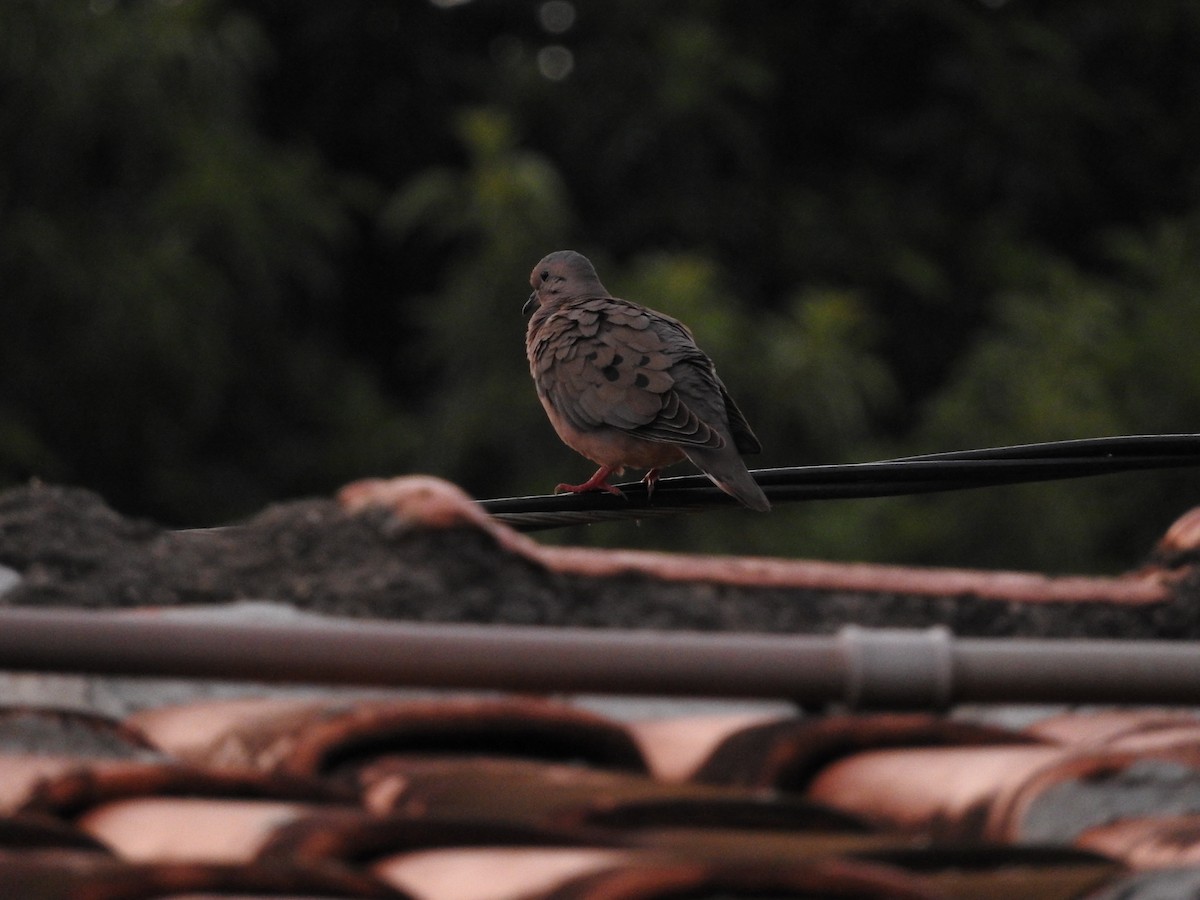 Eared Dove - Roberto Rebeque Junior