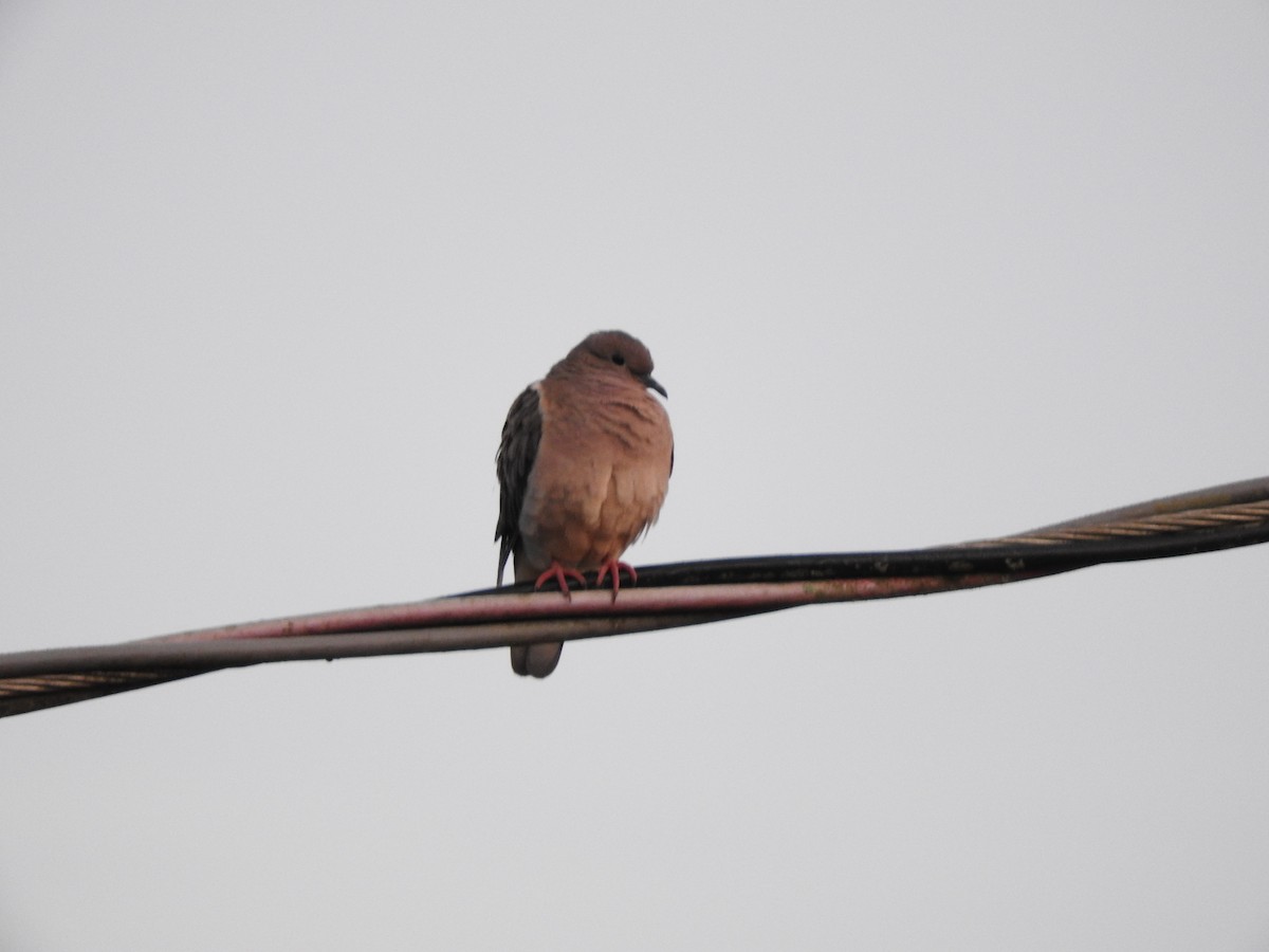 Eared Dove - Roberto Rebeque Junior