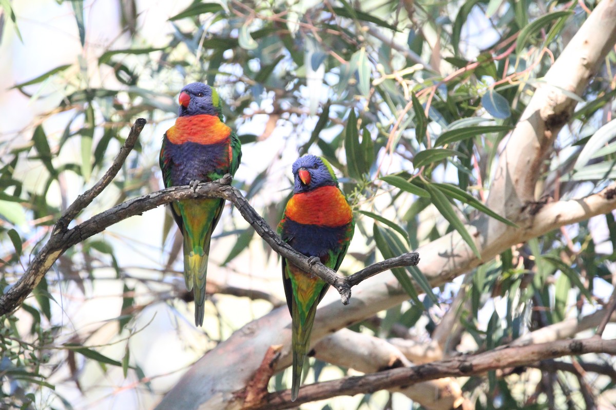 Rainbow Lorikeet - Tina Bell