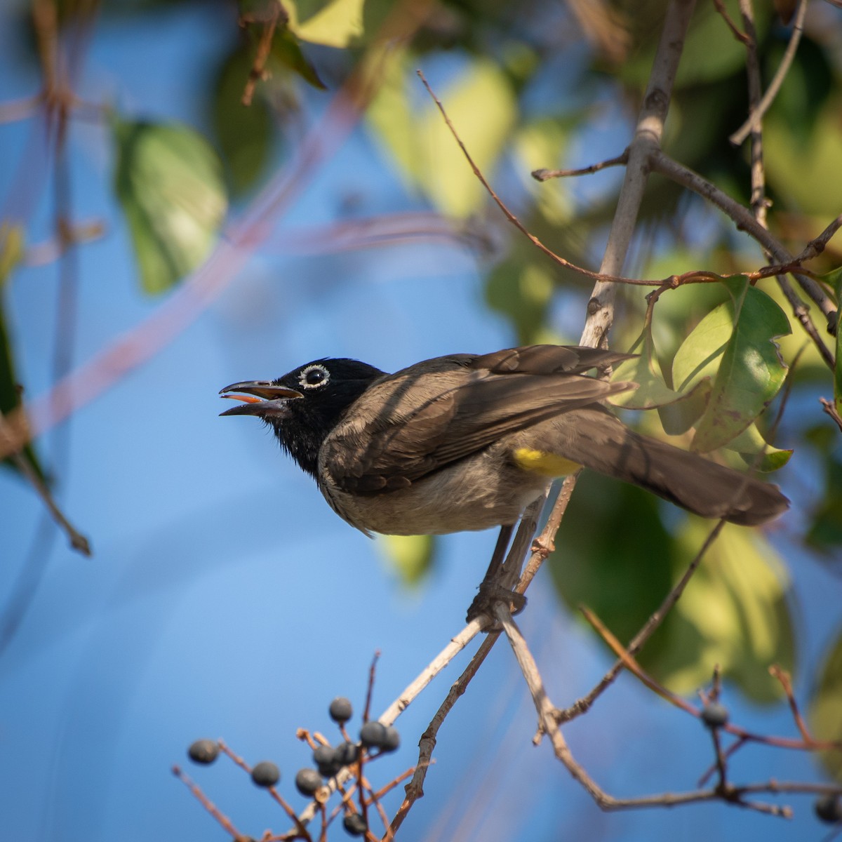 White-spectacled Bulbul - Berkcan Perdahçı