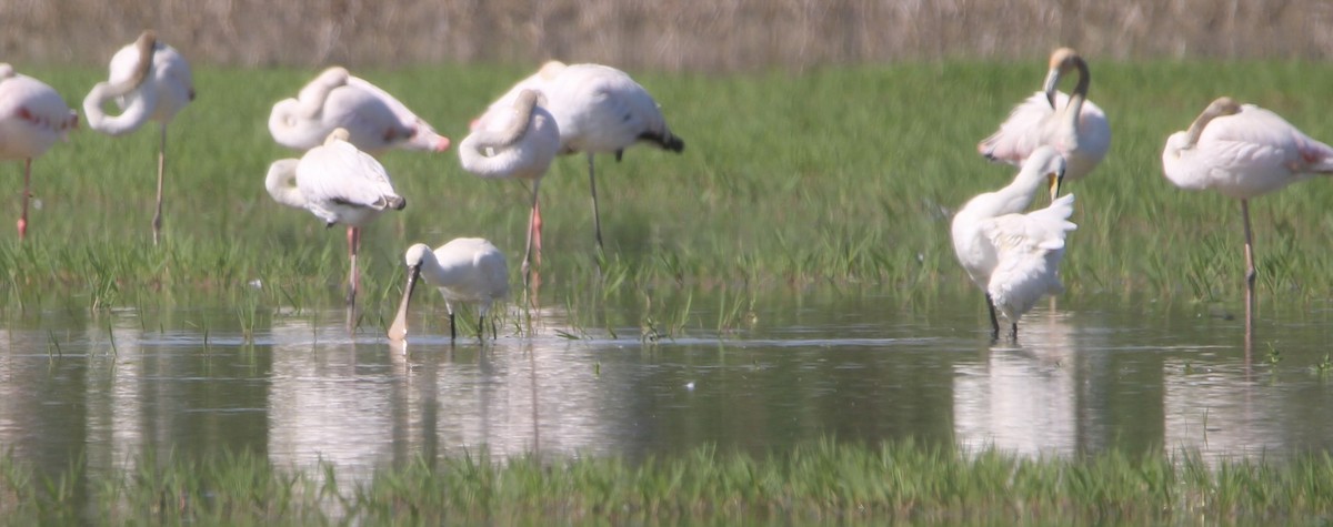 Eurasian Spoonbill - Randy Maharaj