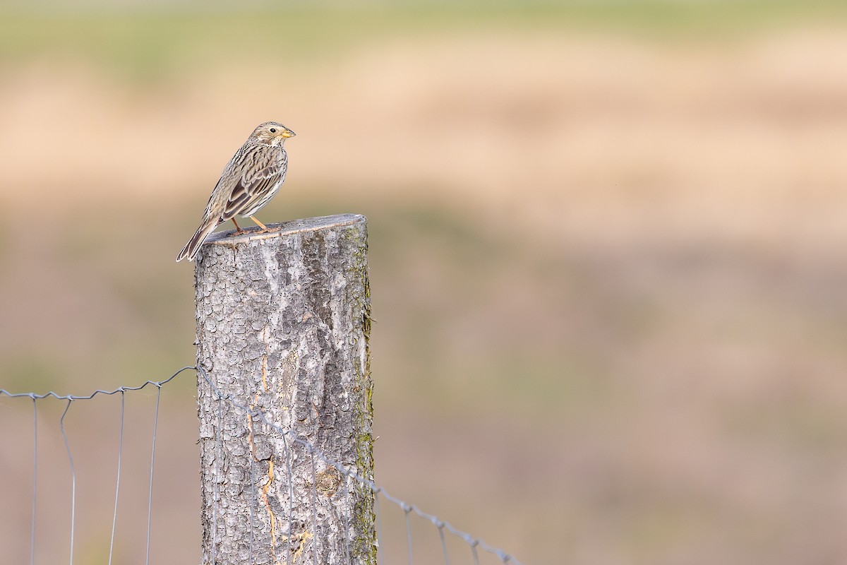 Corn Bunting - ML619615069