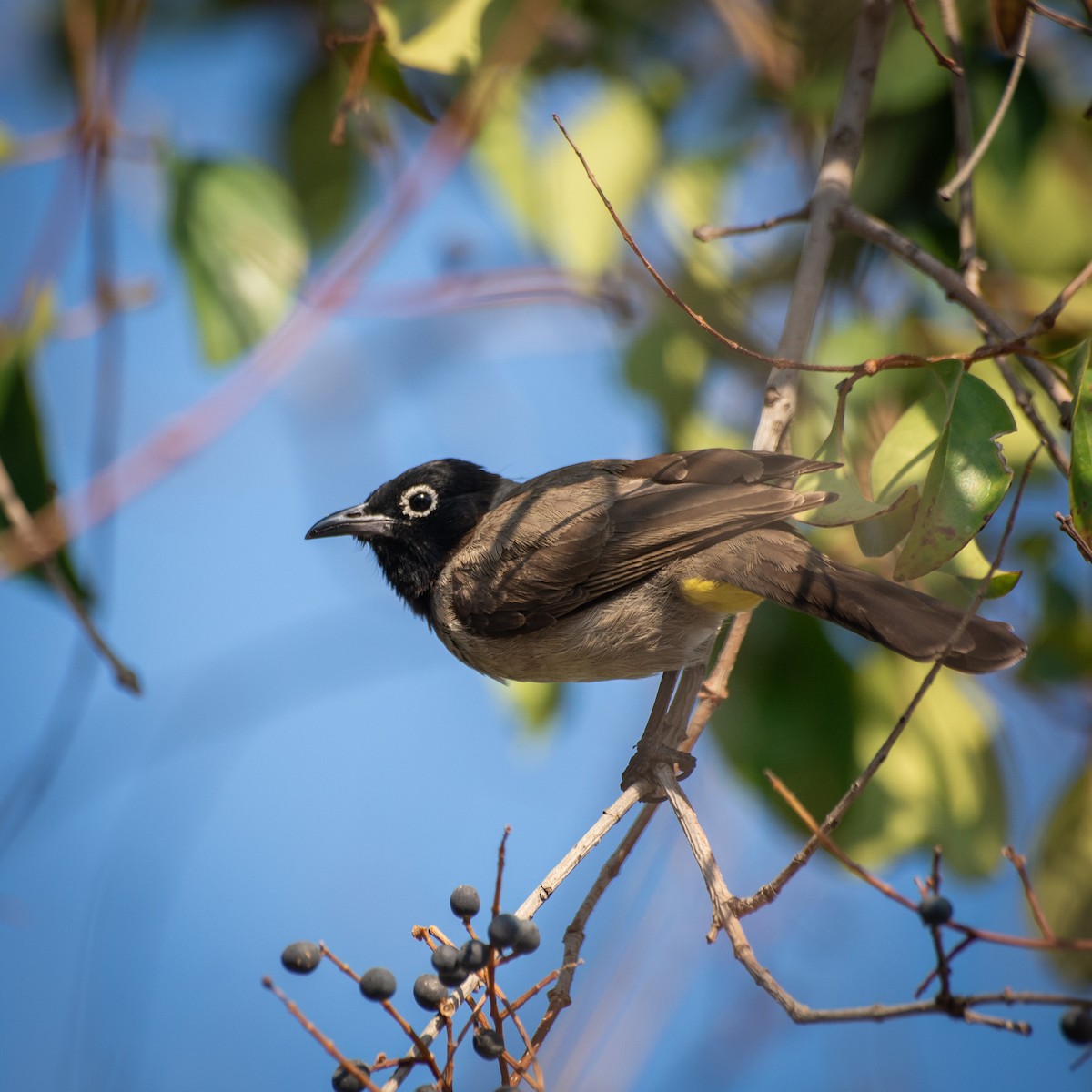 White-spectacled Bulbul - ML619615071