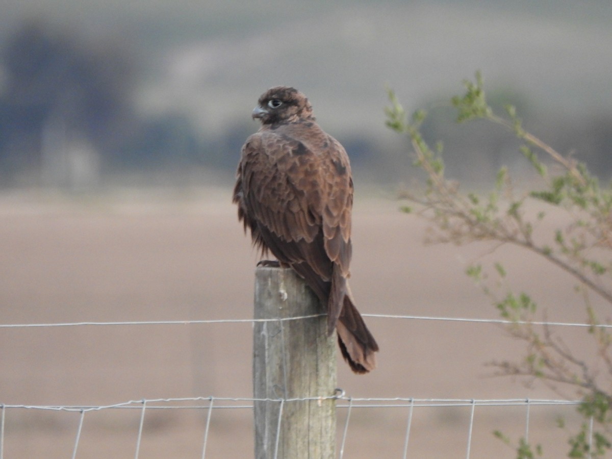 Black Falcon - Jeffrey Crawley