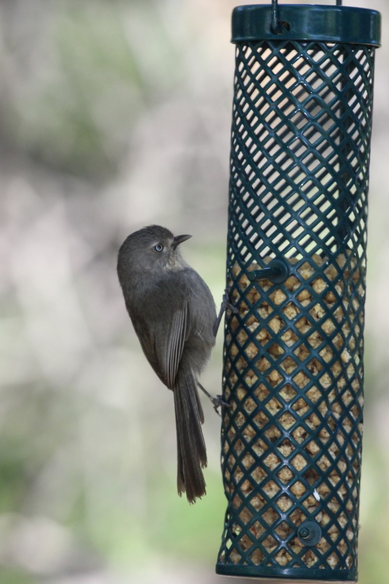 Wrentit - Kathy Snyder