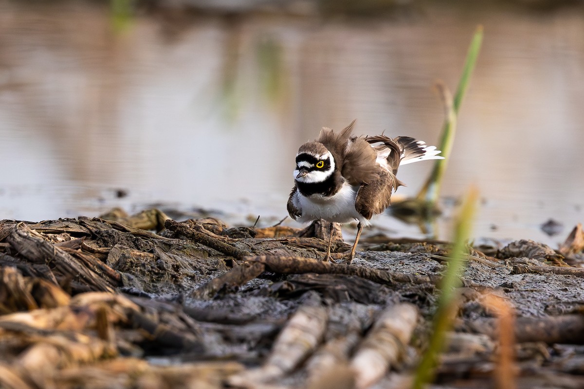 Little Ringed Plover - Honza Grünwald