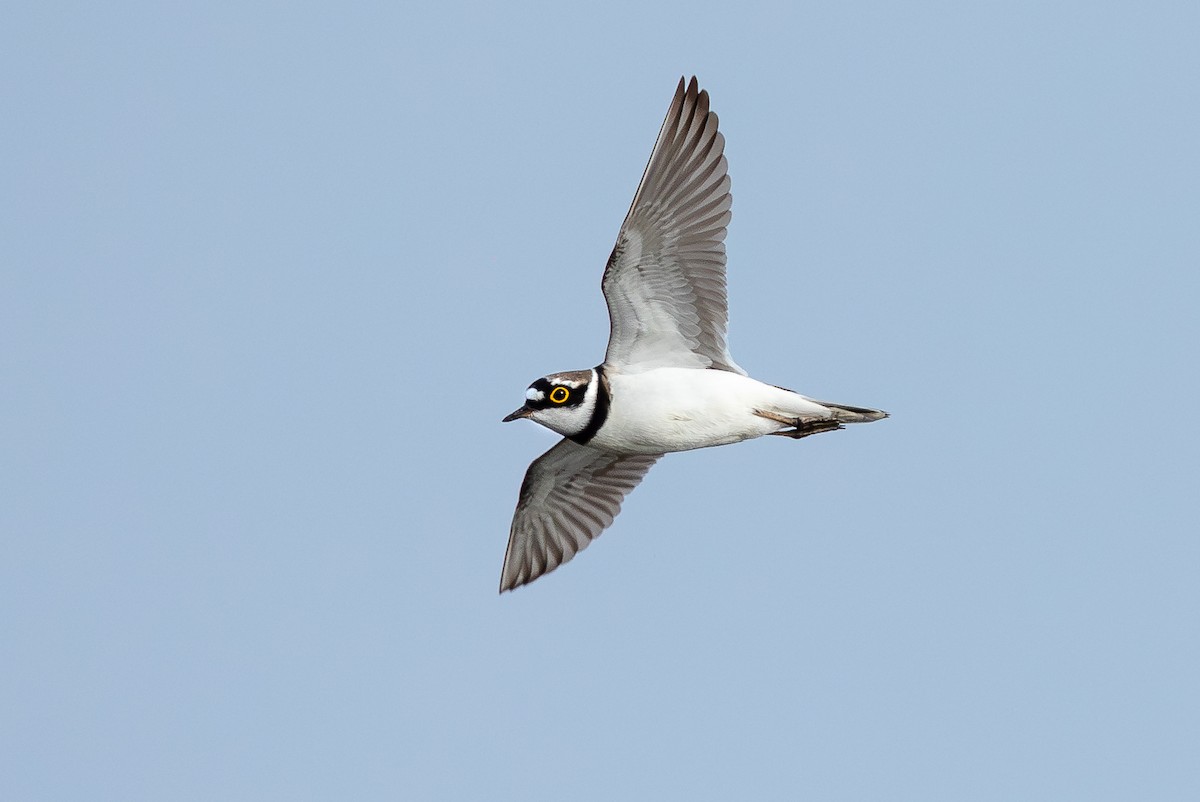 Little Ringed Plover - Honza Grünwald