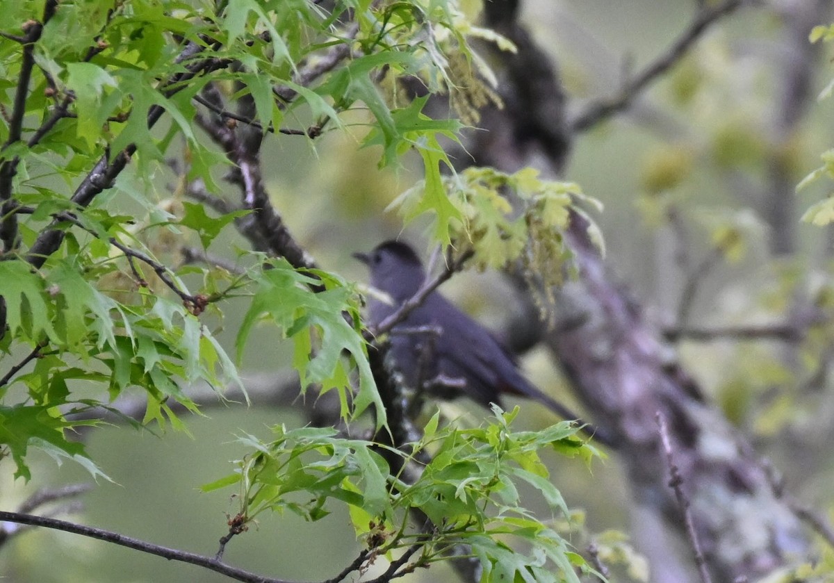 Gray Catbird - Damian Vraniak