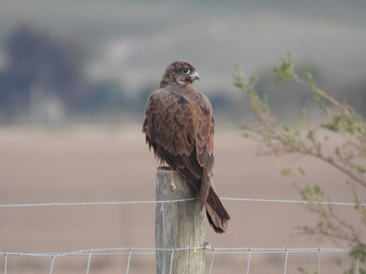 Black Falcon - Jeffrey Crawley