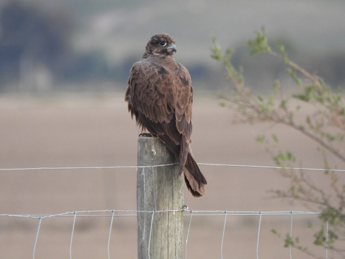 Black Falcon - Jeffrey Crawley