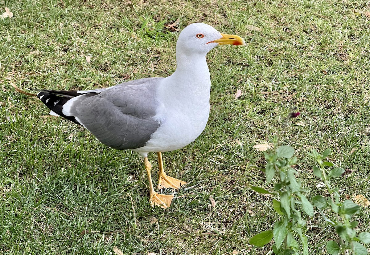 Yellow-legged Gull - Michael Plaster