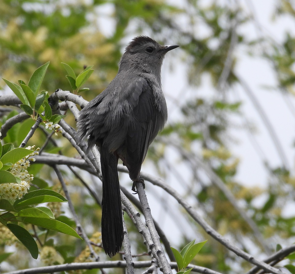 Gray Catbird - Tresa Moulton