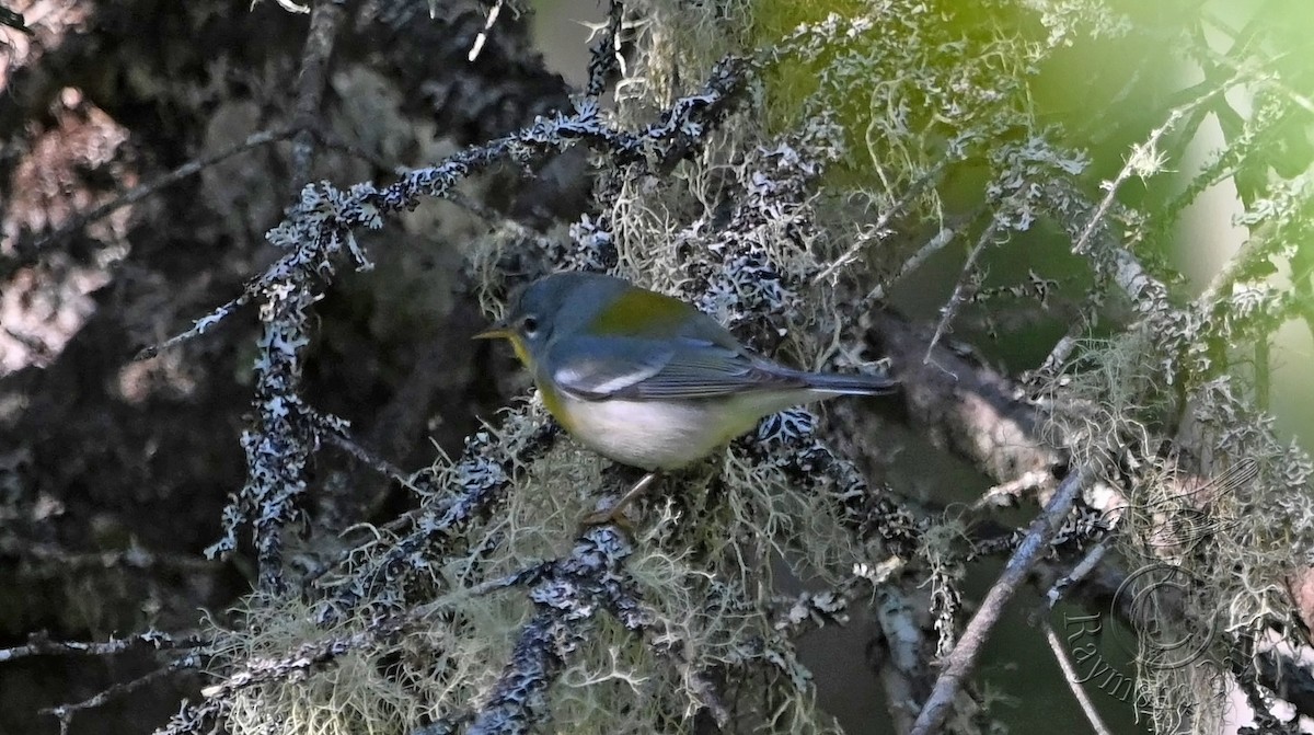 Northern Parula - Raymond Paris