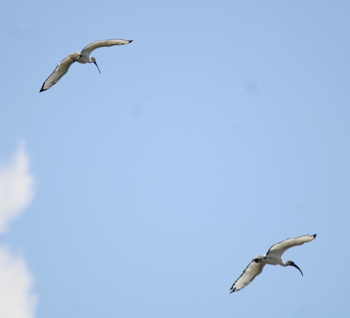 African Sacred Ibis - ML619615106