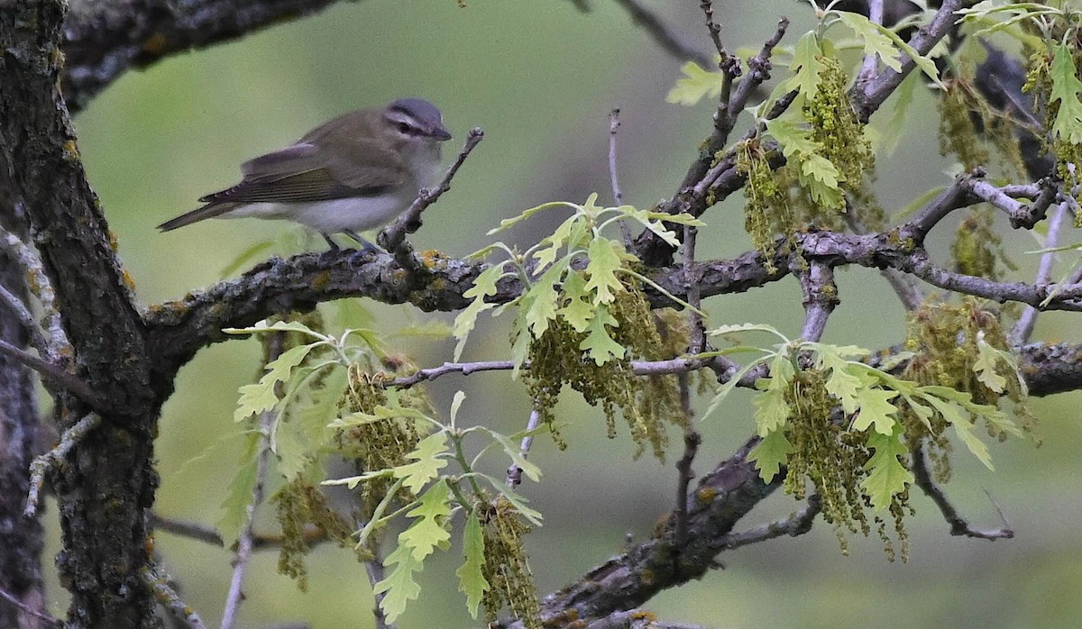 Red-eyed Vireo - Damian Vraniak