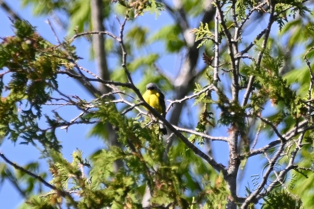 Magnolia Warbler - Raymond Paris