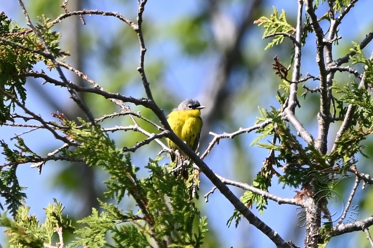 Magnolia Warbler - Raymond Paris