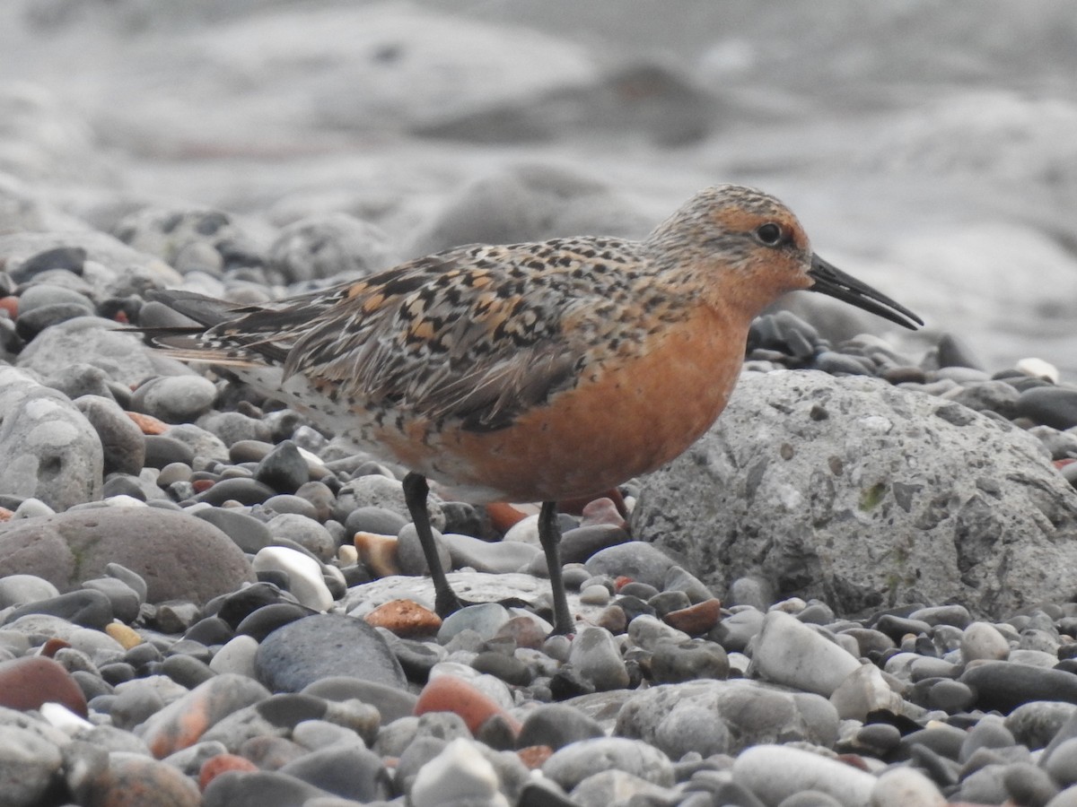 Red Knot - ML619615125