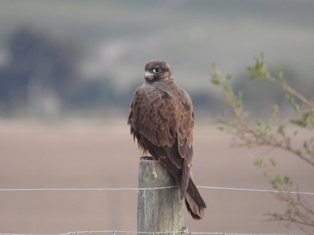 Black Falcon - Jeffrey Crawley