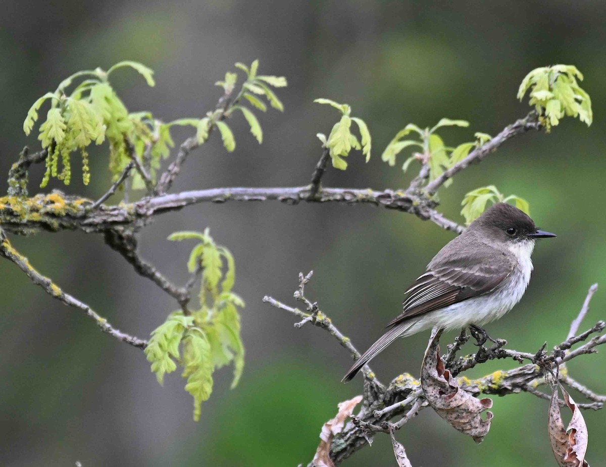 Eastern Phoebe - Damian Vraniak