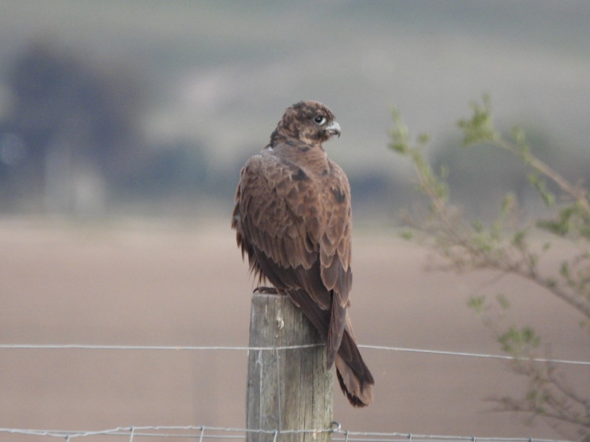 Black Falcon - Jeffrey Crawley