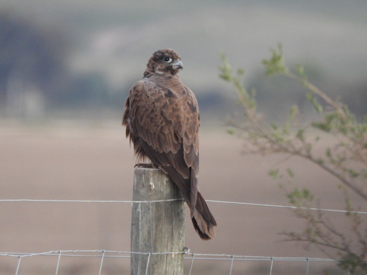 Black Falcon - Jeffrey Crawley