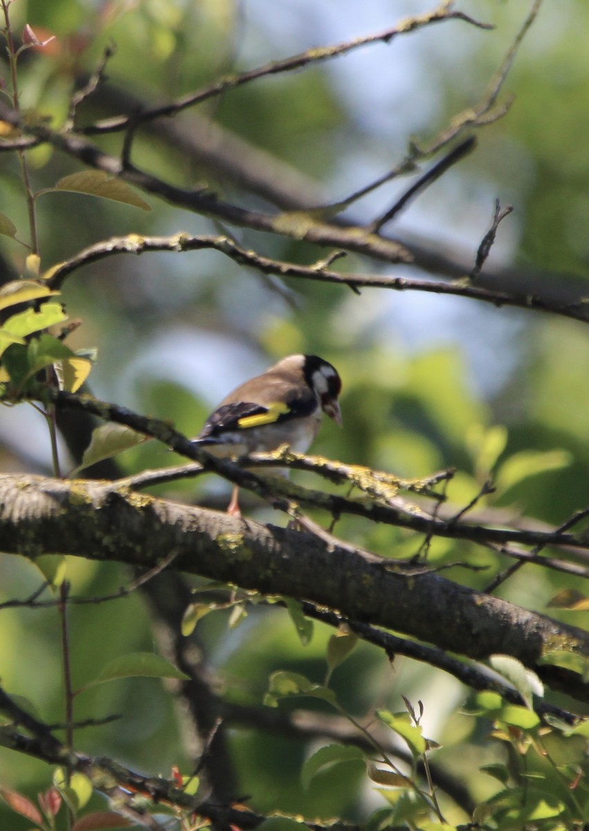 European Goldfinch - Randy Maharaj