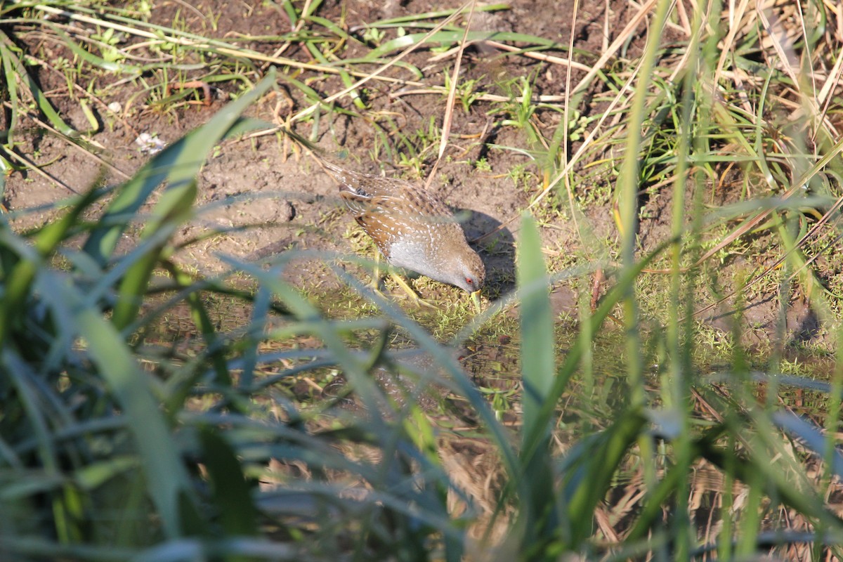 Australian Crake - Tina Bell