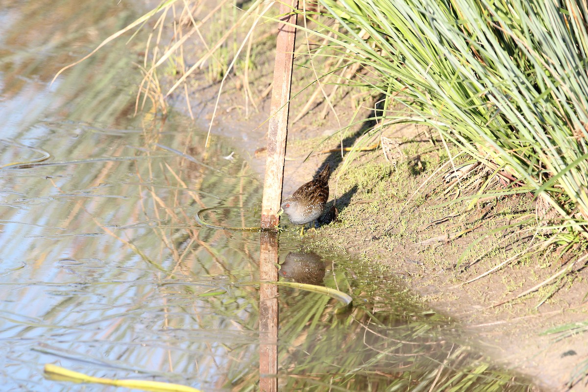 Australian Crake - Tina Bell