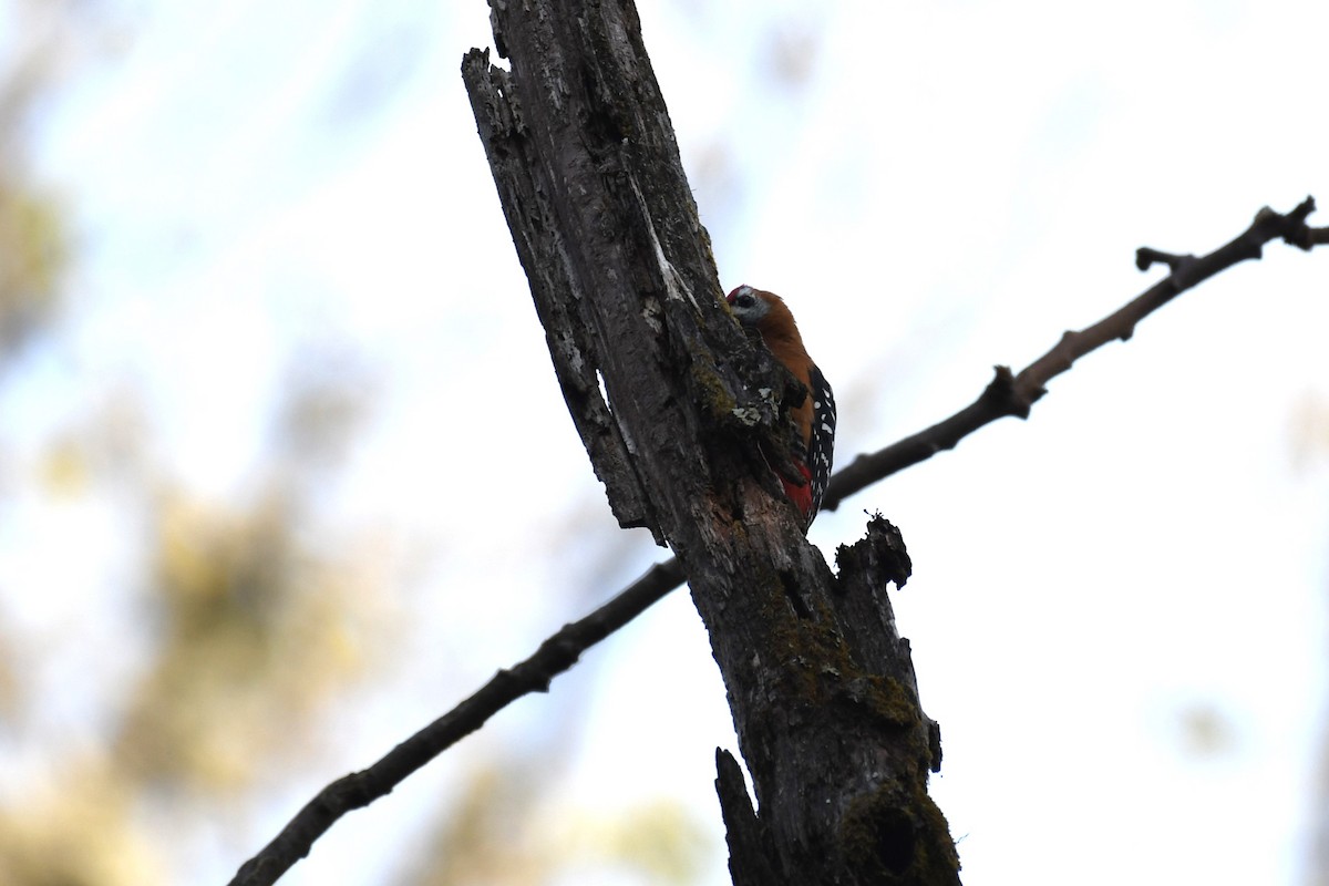 Rufous-bellied Woodpecker - Tristan Jobin