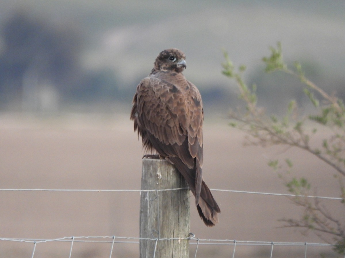 Black Falcon - Jeffrey Crawley