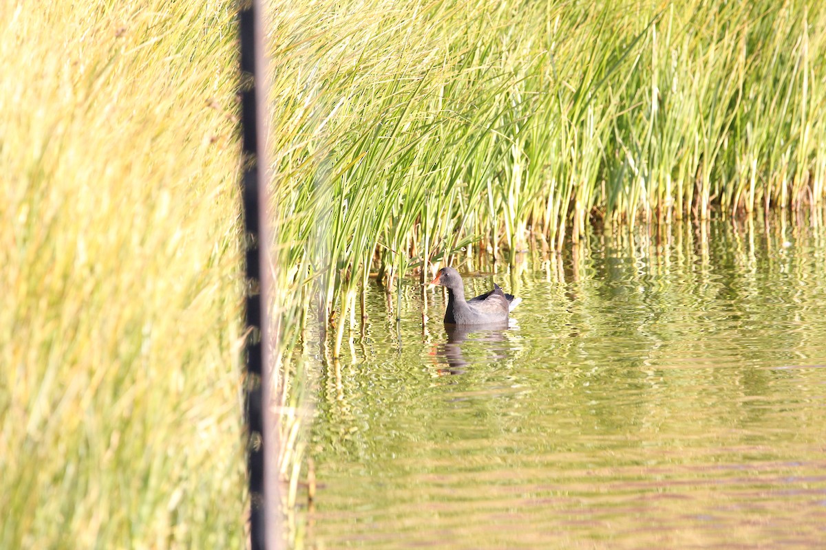 Dusky Moorhen - Tina Bell