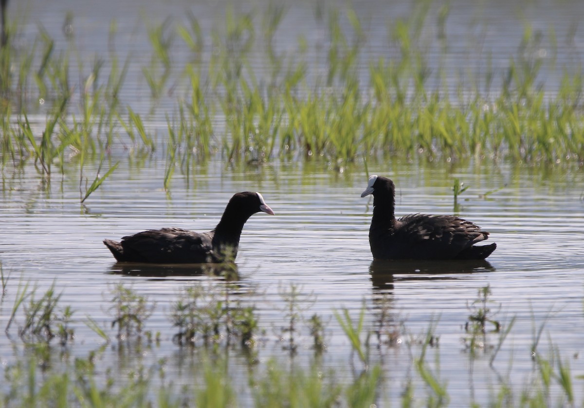 Eurasian Coot - Randy Maharaj