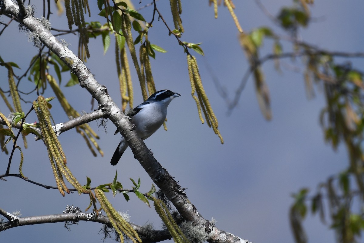 White-browed Shrike-Babbler - Tristan Jobin