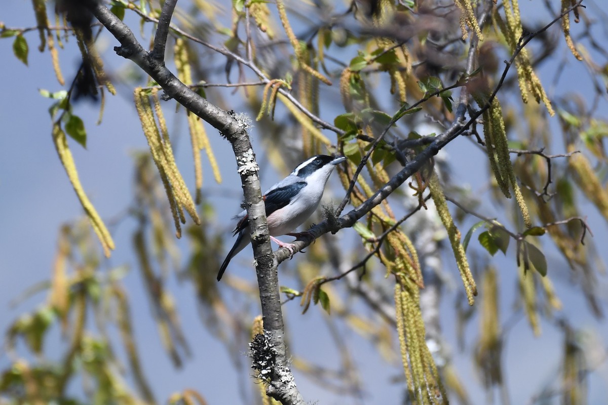 White-browed Shrike-Babbler - Tristan Jobin