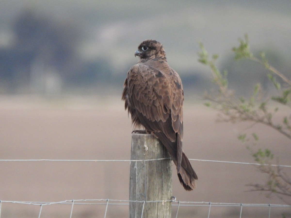 Black Falcon - Jeffrey Crawley