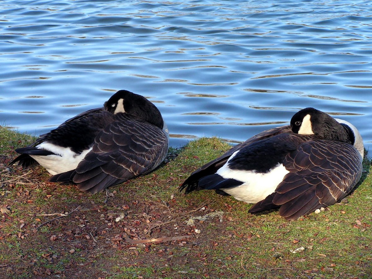 Barnacle Goose - Lenny Xu