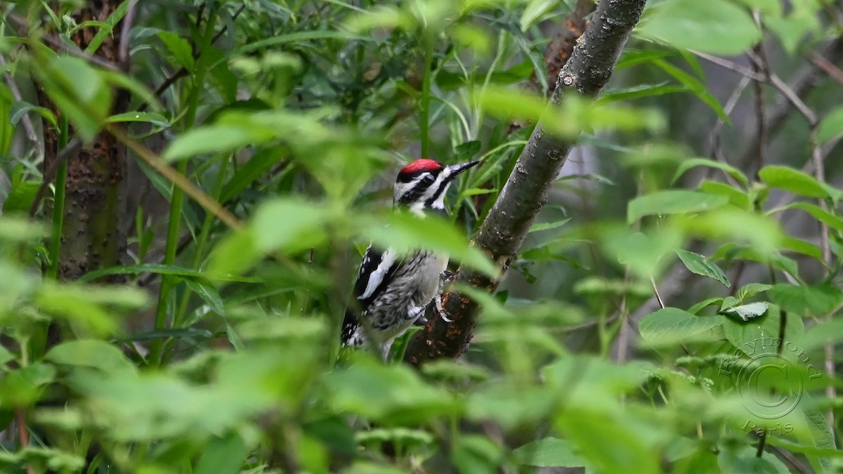 Yellow-bellied Sapsucker - Raymond Paris