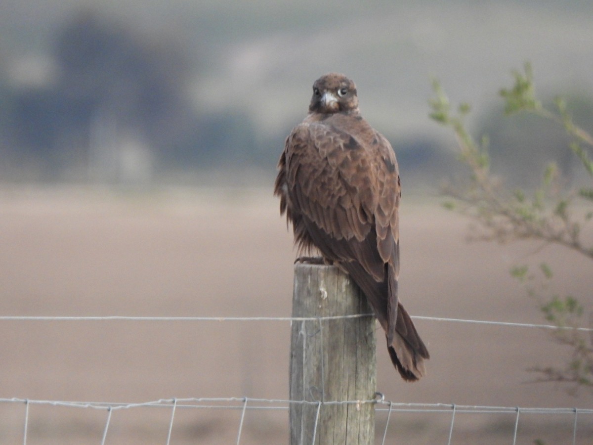 Black Falcon - Jeffrey Crawley