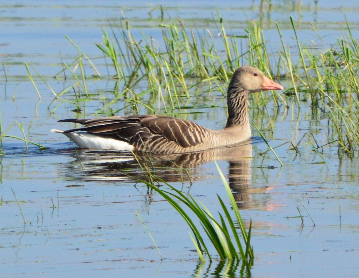 Graylag Goose - Anonymous